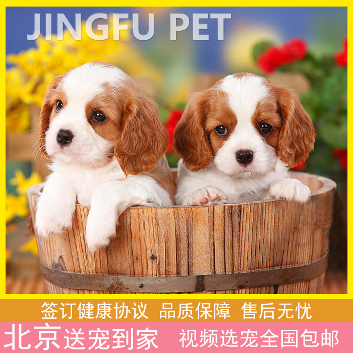 查理王小猎犬英国骑士犬上门挑选三色两色小型犬活体