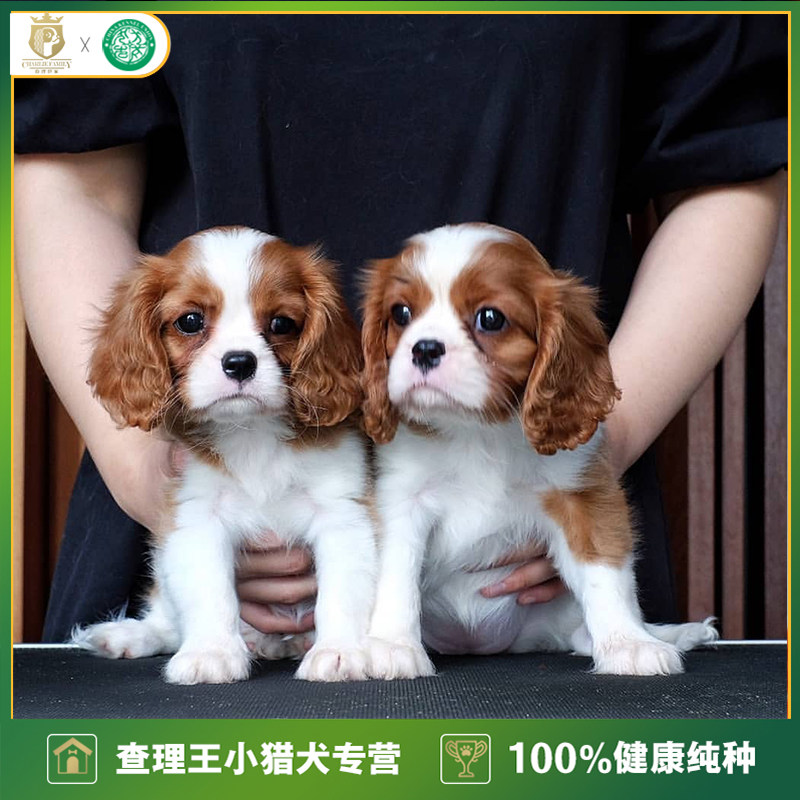 骑士查理王小猎犬查尔斯王幼犬宠物狗狗活体纯正血统cku犬舍北京