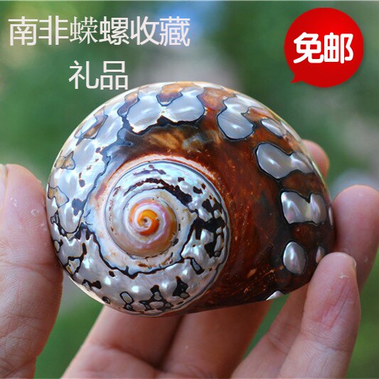 包邮天然海螺贝壳珊瑚南非蝾螺标本螺收藏寄居蟹甲壳窝家居装饰