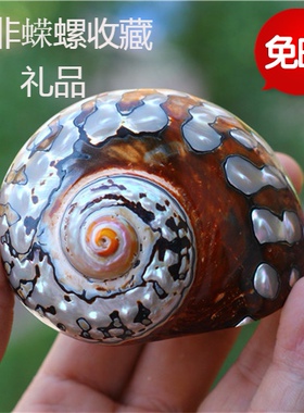 包邮天然海螺贝壳珊瑚南非蝾螺标本螺收藏寄居蟹甲壳窝家居装饰