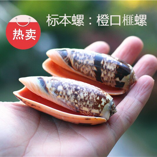 包邮天然海螺贝壳橙口榧螺仙女螺家居地台装饰鱼缸造景标本螺收藏