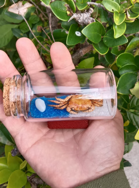 包邮天然海螺贝壳螃蟹标本漂流许愿瓶手工制作海岛礼品纪念品摆件
