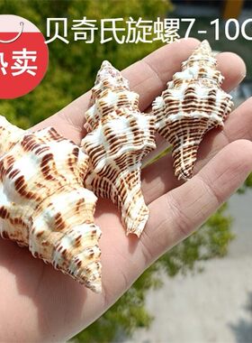 包邮天然海螺贝壳贝奇氏旋螺标本螺收藏礼品装饰摆设珊瑚纪念品