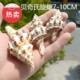 饰摆设珊瑚纪念品 天然海螺贝壳贝奇氏旋螺标本螺收藏礼品装 包邮