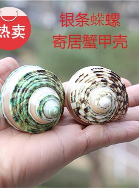 热卖天然海螺贝壳银条蝾螺绿蝾螺寄居蟹甲壳地台鱼缸婚庆居家摆设