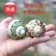 热卖 天然海螺贝壳银条蝾螺绿蝾螺寄居蟹甲壳地台鱼缸婚庆居家摆设