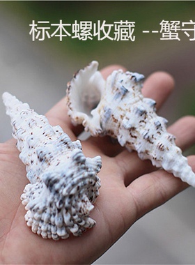 包邮天然海螺贝壳怪塔螺欧洲蟹守螺鱼缸水族造景装饰创意橱窗设计