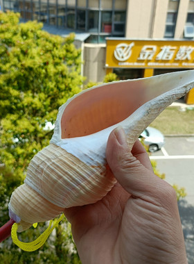 海螺贝壳纪念品天然礼品