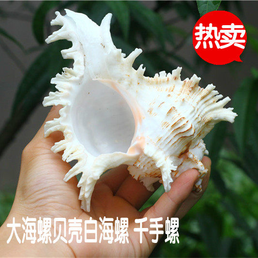 包邮天然海螺贝壳千手螺麒麟螺 礼品摆设 地台水族鱼缸家居装饰