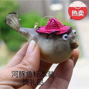 热卖带竹笠帽河豚鱼圭鱼鱼皮标本 海洋工艺品 海岛纪念品挂件装饰