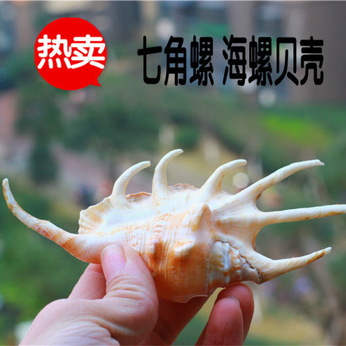 海螺贝壳鱼缸鱼缸礼品纪念品