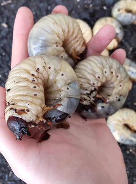 独角仙成幼虫入门宠物甲虫饲养套餐昆虫活体犀金龟锹甲姬兜虫包邮