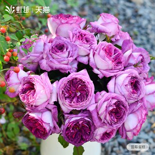 蓝莓蛋糕月季盆栽小苗名贵月季大苗灌木月季大花浓U香庭院好养月