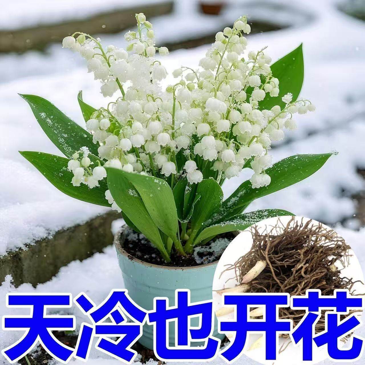 【冬季花卉】铃兰花苗带芽盆栽浓香植物四季开花不断耐寒好养花卉