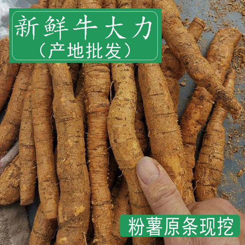 深山新鲜正品滋补煲汤身体牛大力