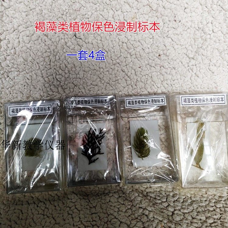 褐藻类植物保色浸制标本 J43011实物标本初中生物教学标本幼儿园