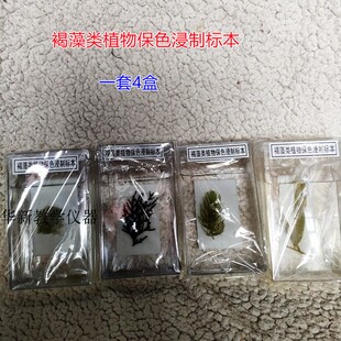 褐藻类植物保色浸制标本 J43011实物标本初中生物教学标本幼儿园
