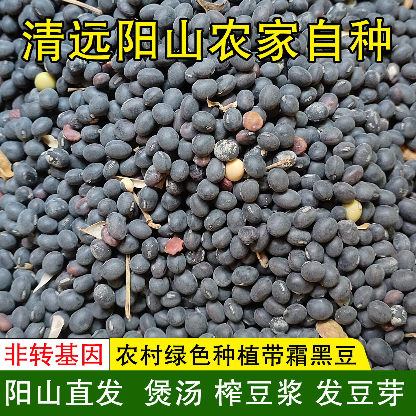 广东清远阳山黑豆煲汤发豆芽