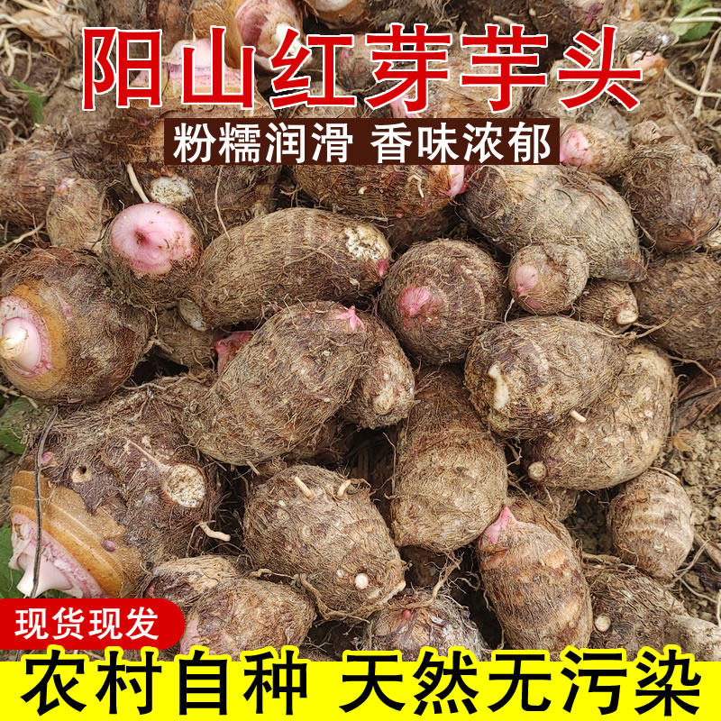 广东阳山红芽芋头2026年农家芋仔