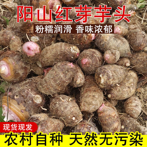 广东阳山红芽芋头2026年农家芋仔