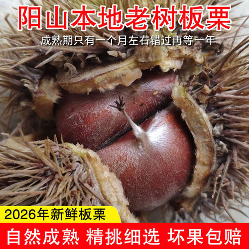 清远阳山农家特产板栗野生枫栗2026年新鲜毛栗子正宗本地板栗油栗