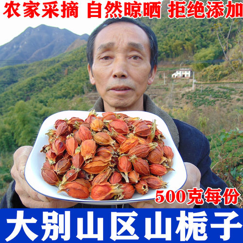 深山栀子野外生长黄栀子泡茶泡水