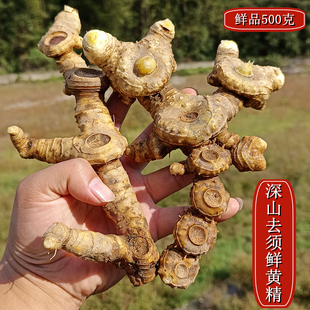 【深山去须鲜黄精】 新鲜黄精 老虎姜 姜黄精 鸡头黄精 500克包邮