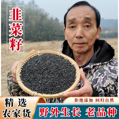 深山农家韭菜籽野外生持久韭菜子