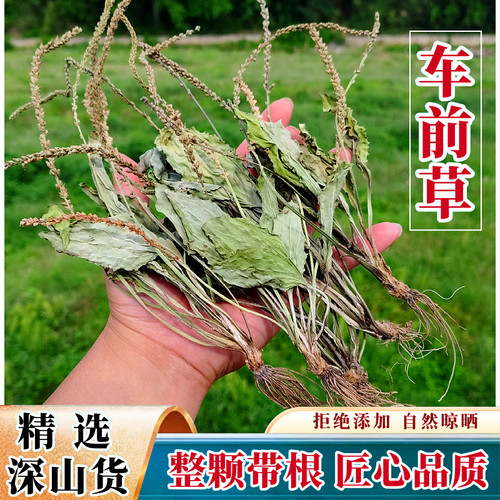 深山农家采挖整颗车前草干野外生长车钱干货草农家自晒药材车轮菜 - 封面