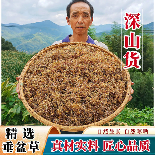 垂盆草500g大别山野外生长药材