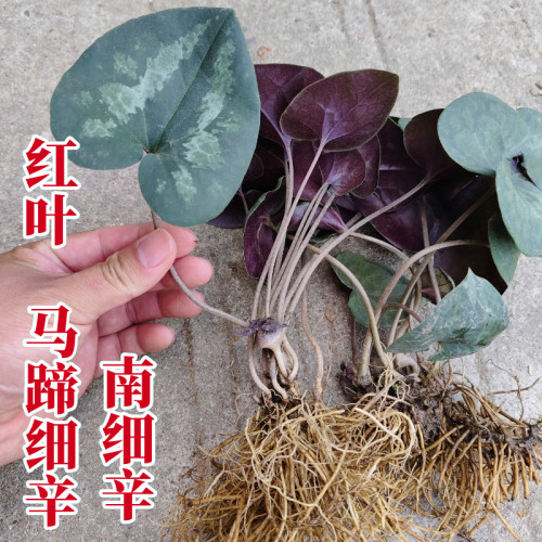 红叶马蹄细辛南细辛杜衡