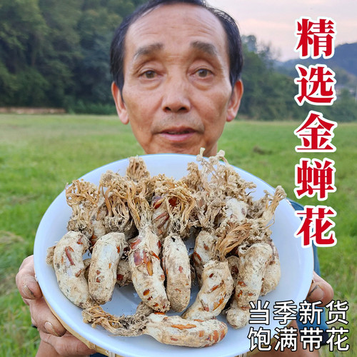 正宗金蝉花大别山竹海金禅花虫草深山野外生金婵花知了花煲汤药材 - 封面