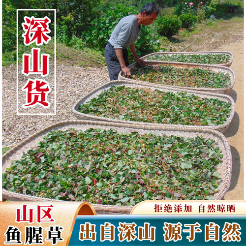 深山鱼腥草干野外生长折耳根泡水