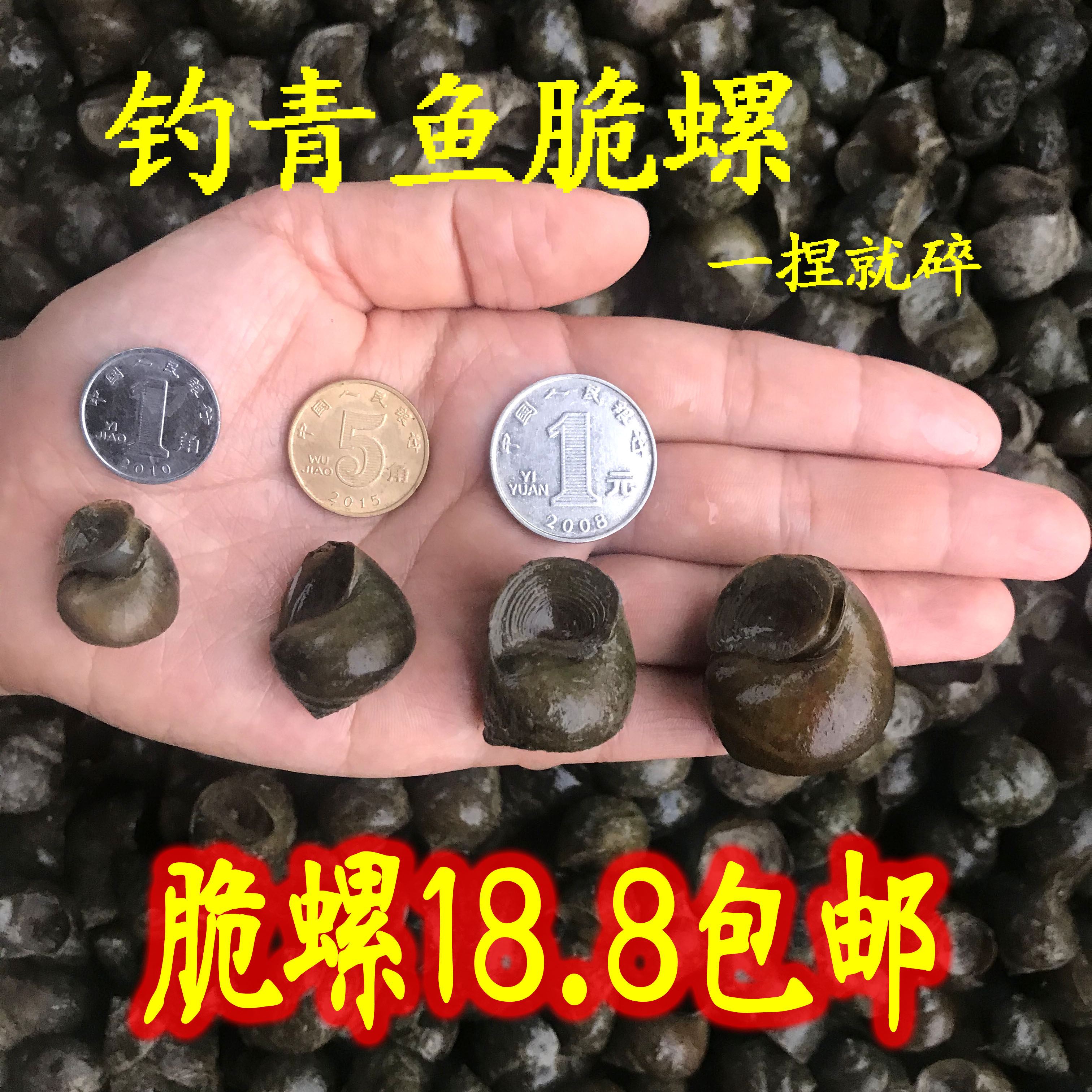鲜活钓鱼螺脆螺青鱼饵料薄壳螺宠物小田镙野生活体诱饵鲩乌青螺蛳