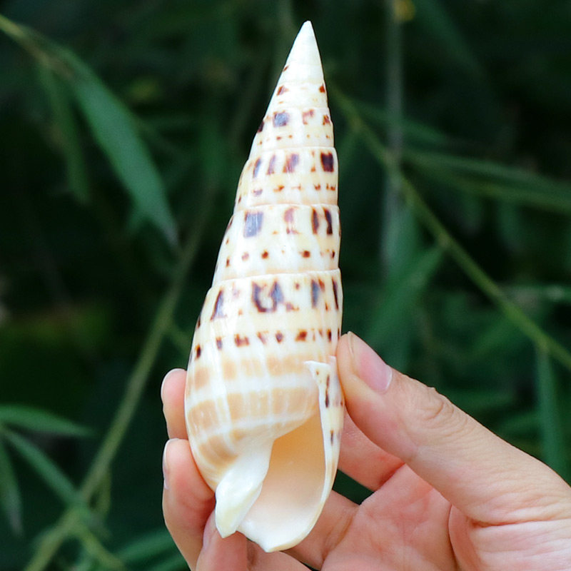 竹笋螺天然贝壳海螺进口标本螺笔螺家居装饰水族鱼缸造景收藏摆件