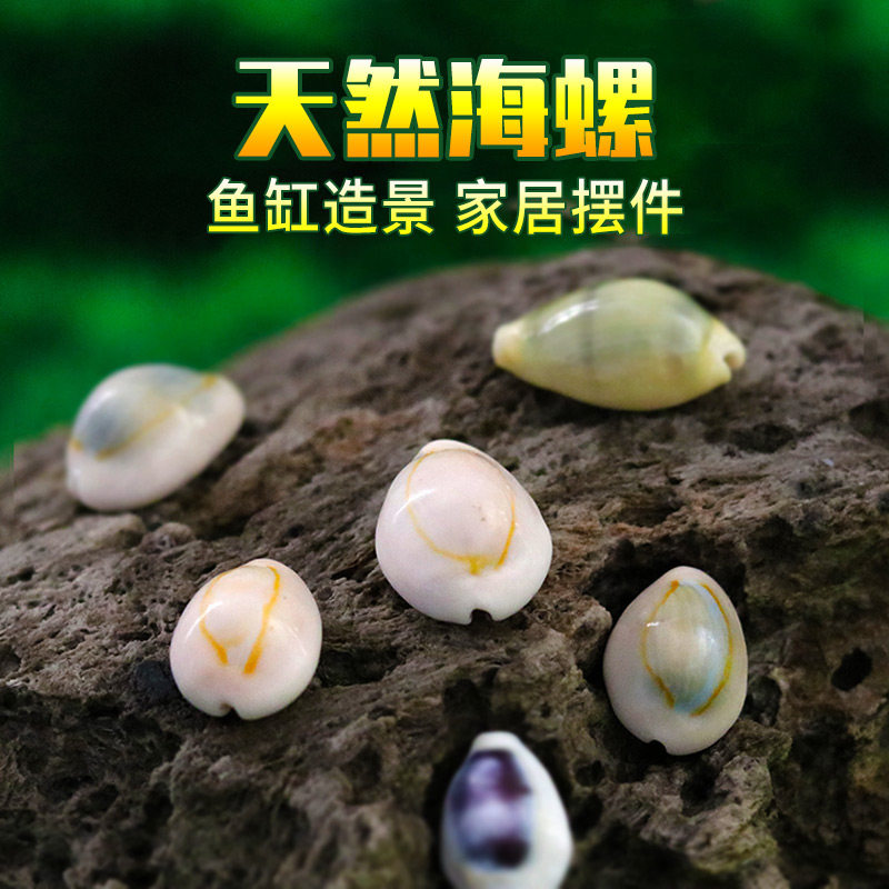 海币 天然贝壳海螺微景观漂流星光瓶diy家居地台地中海装饰摆件