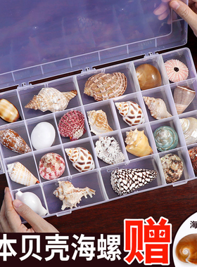 天然礼物套餐盒子科普标本螺