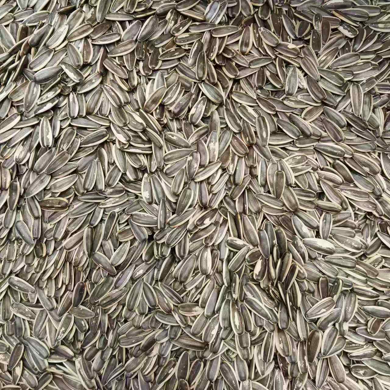 薛记炒货大黑原味大多味五香西瓜子皮薄仁香葵花籽久磕不腻小零食