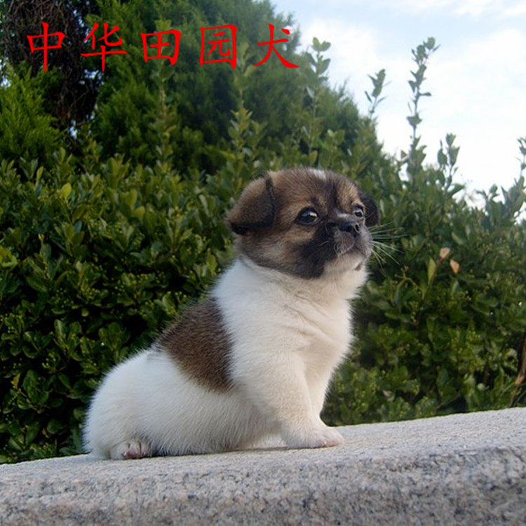 串狗活体小狗中华田园犬家养幼犬串串土狗狗狗活体宠物狗白狗混血|ruв категории животное/Животное питание и принадлежностей, собака - от Buy2taobao.com для оказания профессиональной услуги покупки агента Taobao