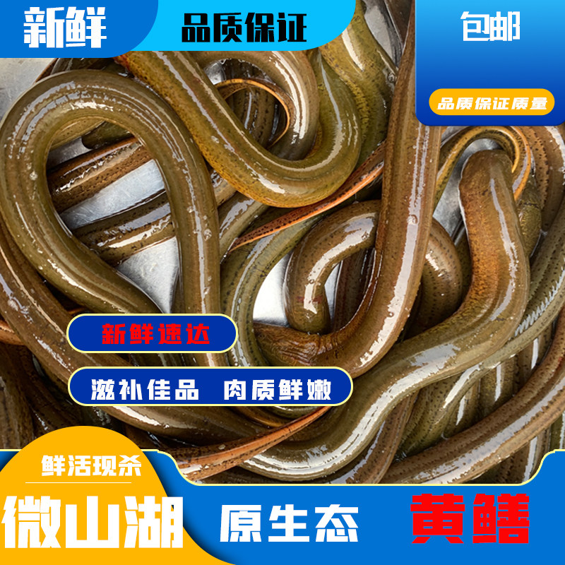 原生态新鲜黄鳝鱼鲜活活体现杀活发鳝片鳝丝鳝段滋补炖汤顺丰包邮