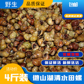 包邮 新鲜田螺活体活 石螺包活泥螺螺蛳粉螺丝肉野生鲜活螺蛳顺丰