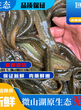 原生态泥鳅活体活发鲜活现杀新鲜野土活鱼青鳅黄鳅老人小孩滋补