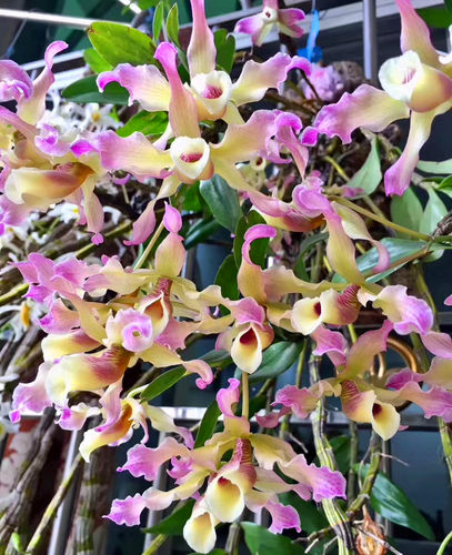 越南 扭瓣石斛洋兰 石斛兰 附生兰吊兰花 带花