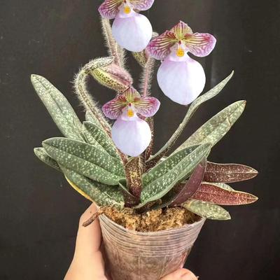 兜兰拖鞋兰室内盆栽花卉 玉女兜兰银兜 娇养花卉 带花