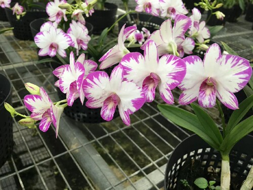 买一送一原始泼墨石斛(日本)Den.Enobi 完整基因分苗2.8寸带花2盆