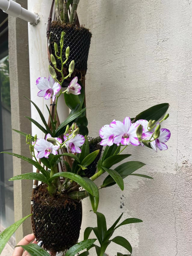 开花机器盆栽日本白泼墨秋石斛兰带花苞一年开4次1-2枝带花