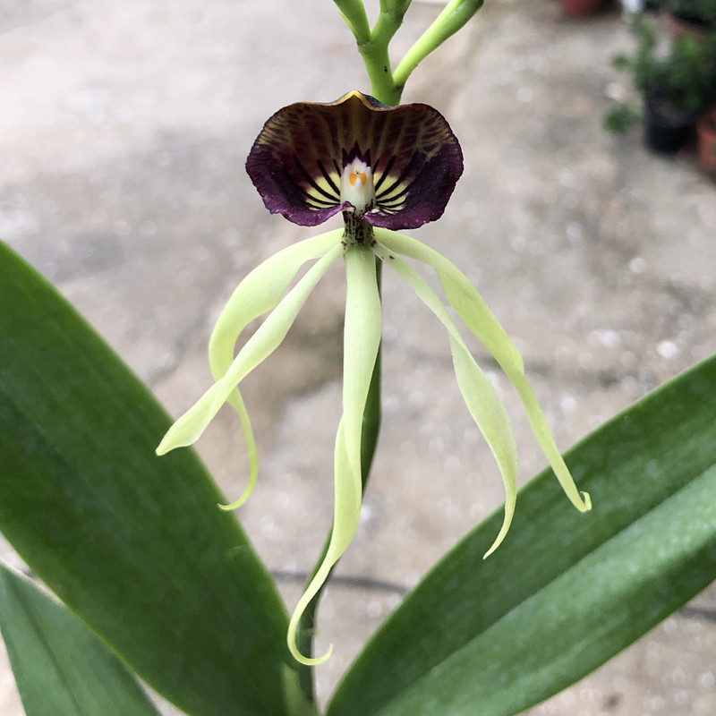 广州花无缺盆栽花卉兰花洋兰原种 章鱼兰Prosthechea cochlea