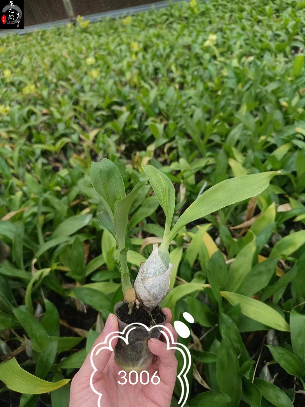 拿铁天鹅兰cycnodes 浓香型