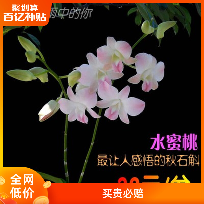 广州花无缺秋石斛兰花室外夏秋季