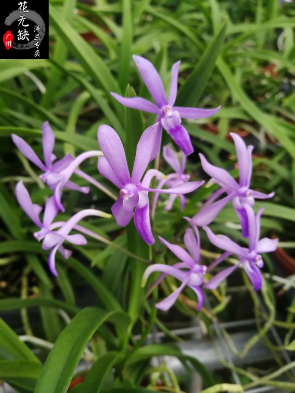 兰花-洋兰-白花风兰蓝色风兰紫色风兰红色 随即色发货 裸根5苗